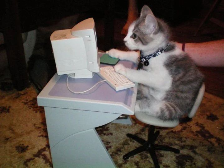 a cat working on the puter